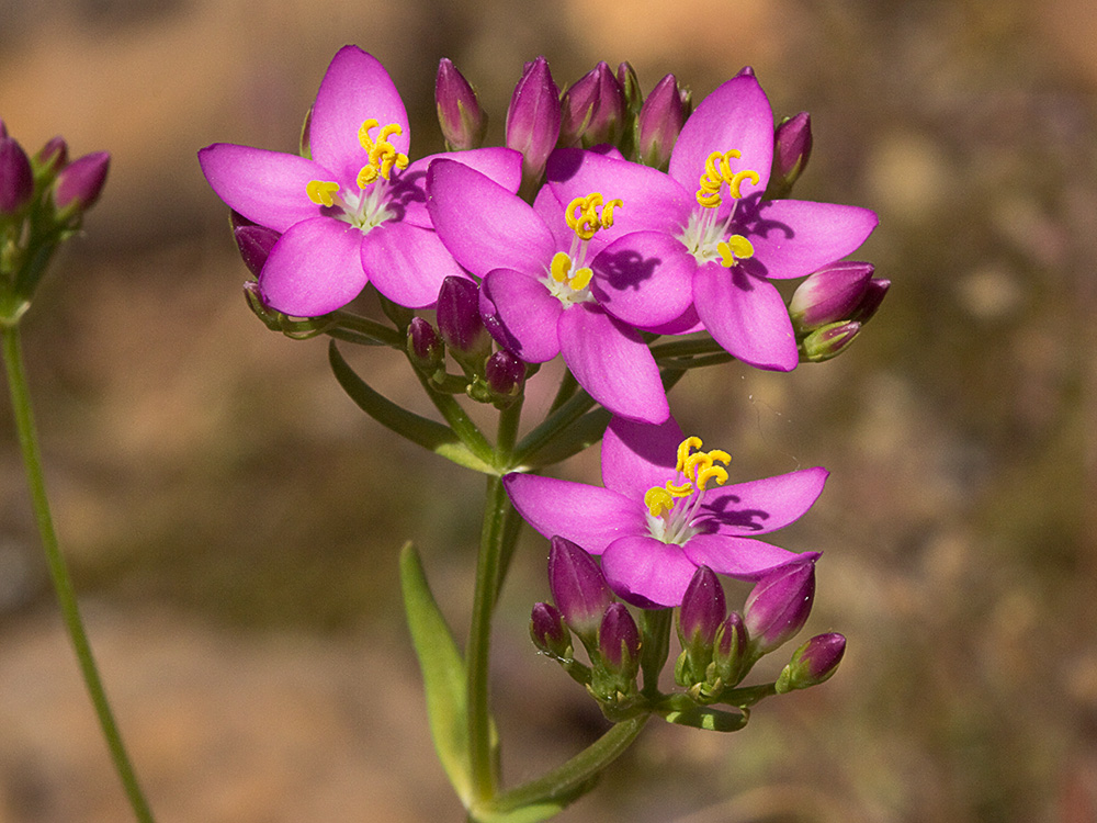 Mata de centaurea menor (Centaurium erythraea)