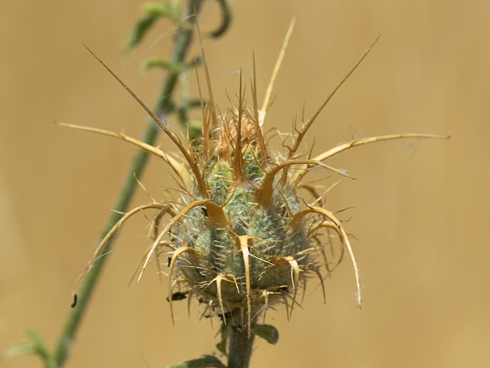 Capítulo de la Centaurea adornada (Centaurea ornata)