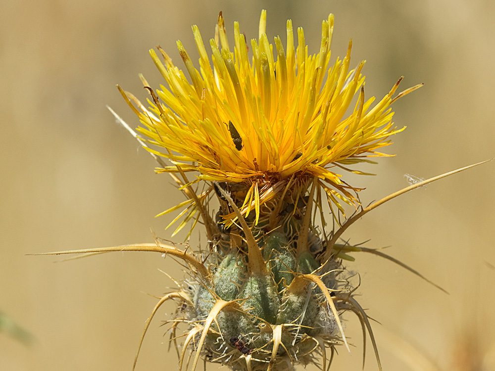 Capítulo de la Centaurea adornada (Centaurea ornata)