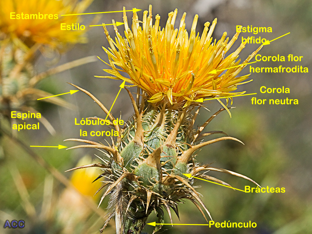 Partes del Capítulo de la Centaurea adornada (Centaurea ornata)