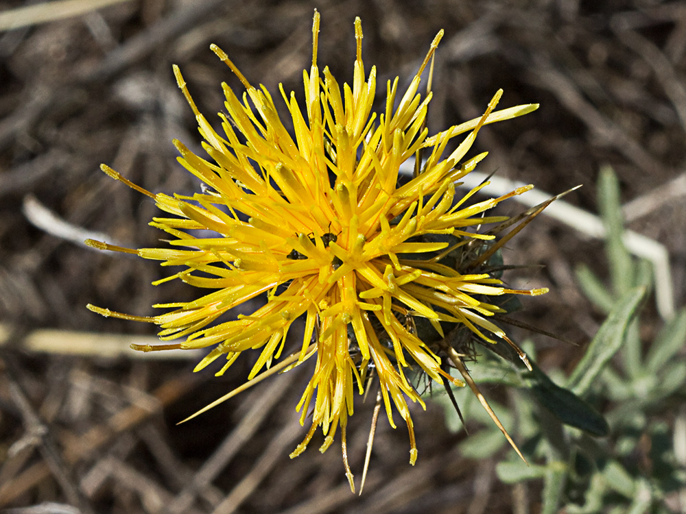 Capítulo de la Centaurea adornada (Centaurea ornata)