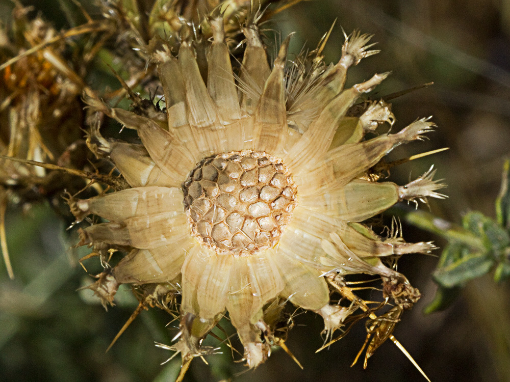 Receptáculo de la Centaurea adornada (Centaurea ornata)¿Para arriba o para abajo?