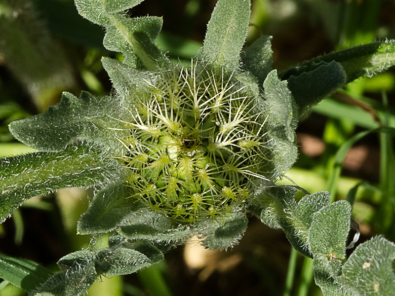 Cabeza de pollo (Centaurea pullata)
