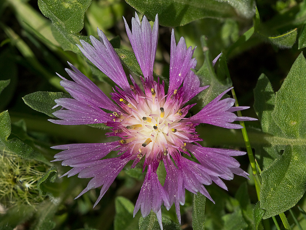 Cabeza de pollo (Centaurea pullata)