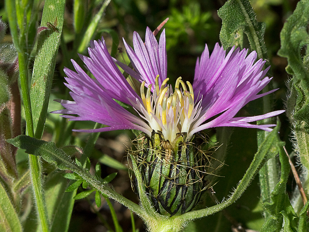 Cabeza de pollo (Centaurea pullata)
