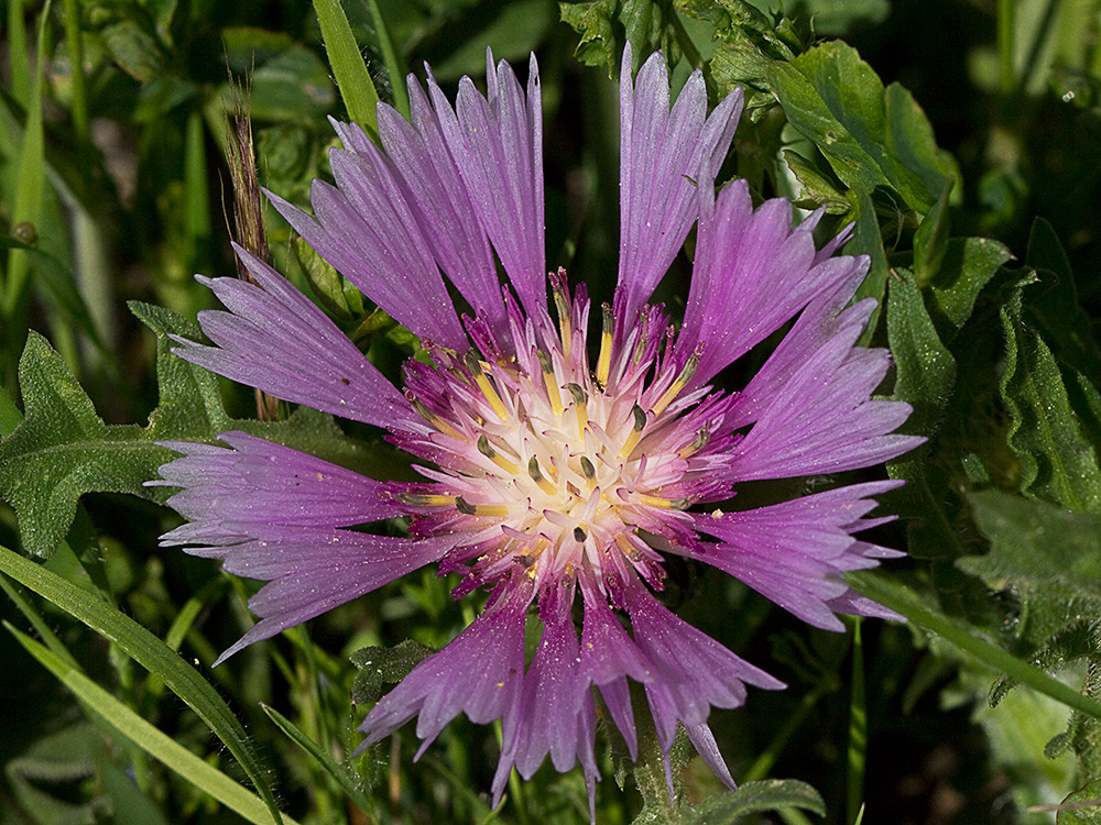 Cabeza de pollo (Centaurea pullata)