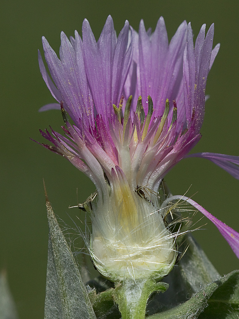 Cabeza de pollo (Centaurea pullata)
