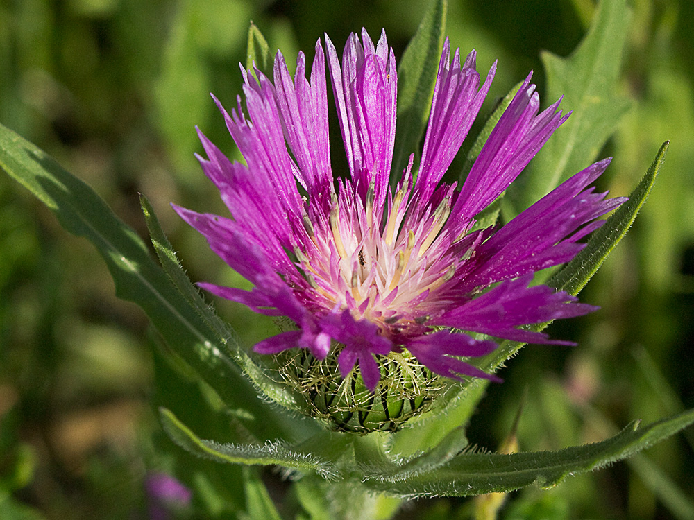 Cabeza de pollo (Centaurea pullata)