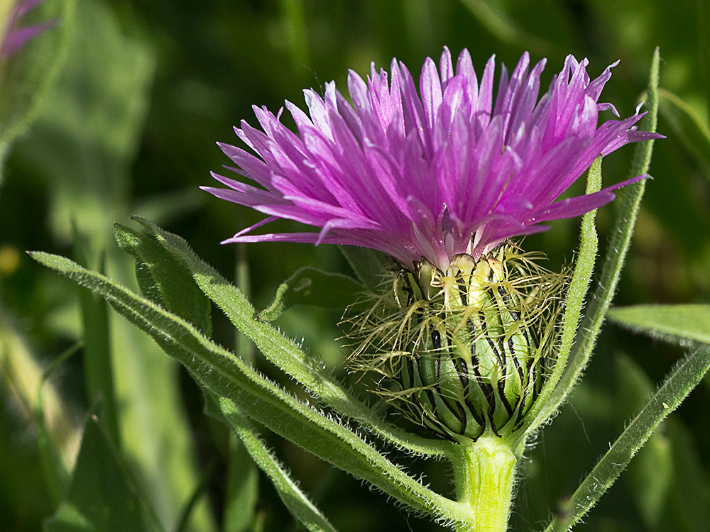 Cabeza de pollo (Centaurea pullata)