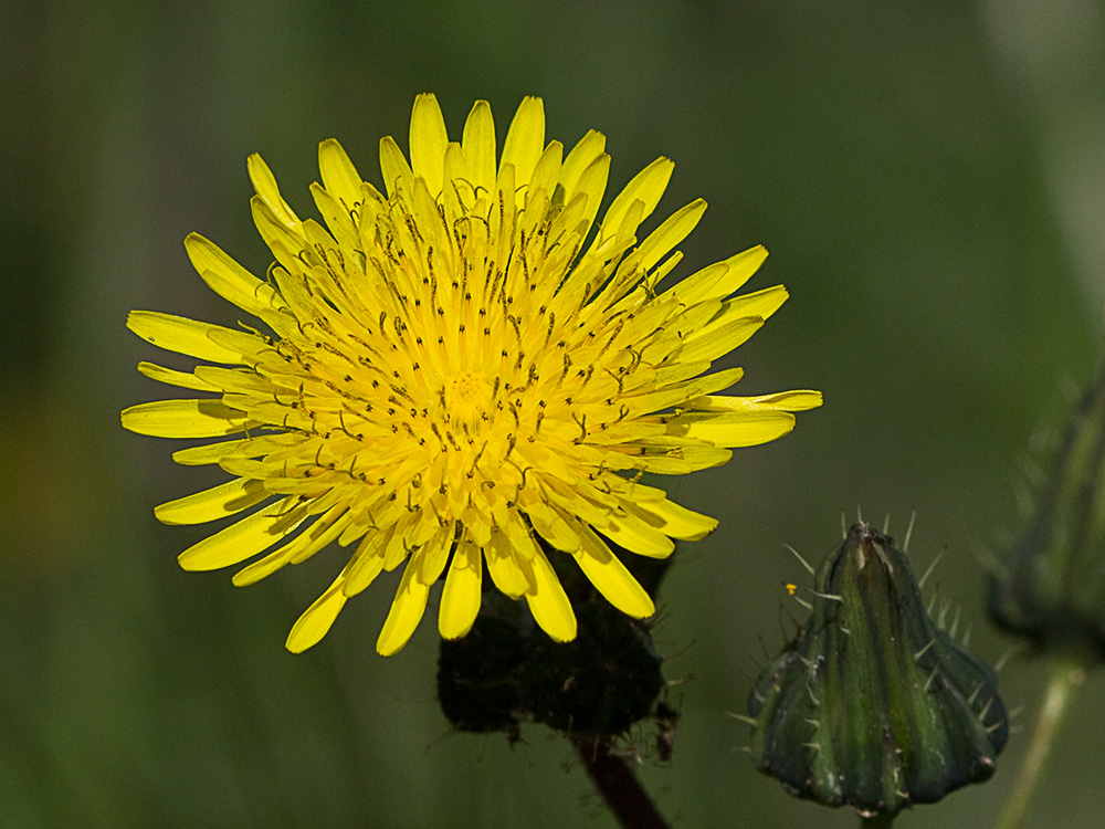 Cerraja (Sonchus oleraceus)
