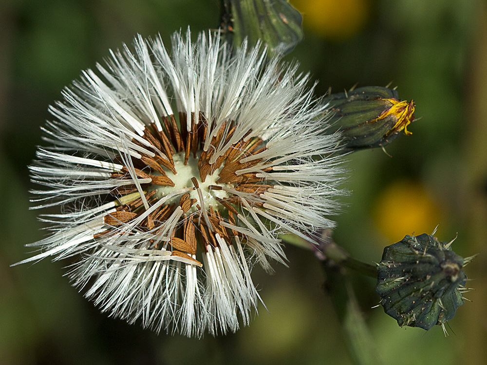 Cerraja (Sonchus oleraceus)