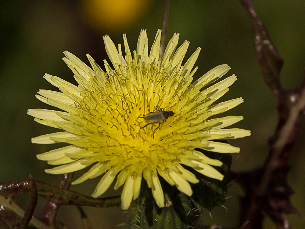 Cerraja (Sonchus oleraceus)