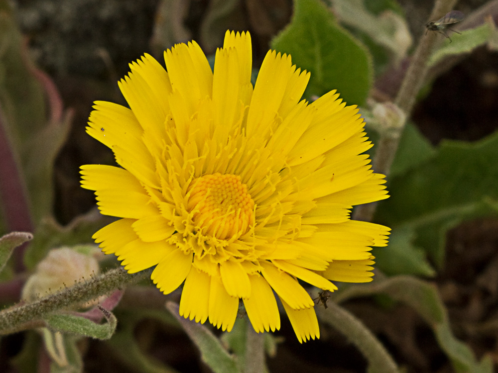 Flor de la cerraja lanuda (Andryala integrifolia)