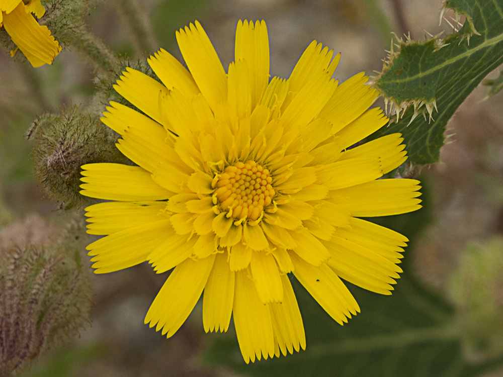 Flor de la cerraja lanuda (Andryala integrifolia)