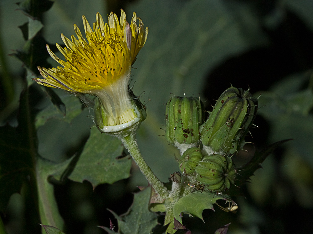 Cerraja tierna (Sonchus tenerrimus)
