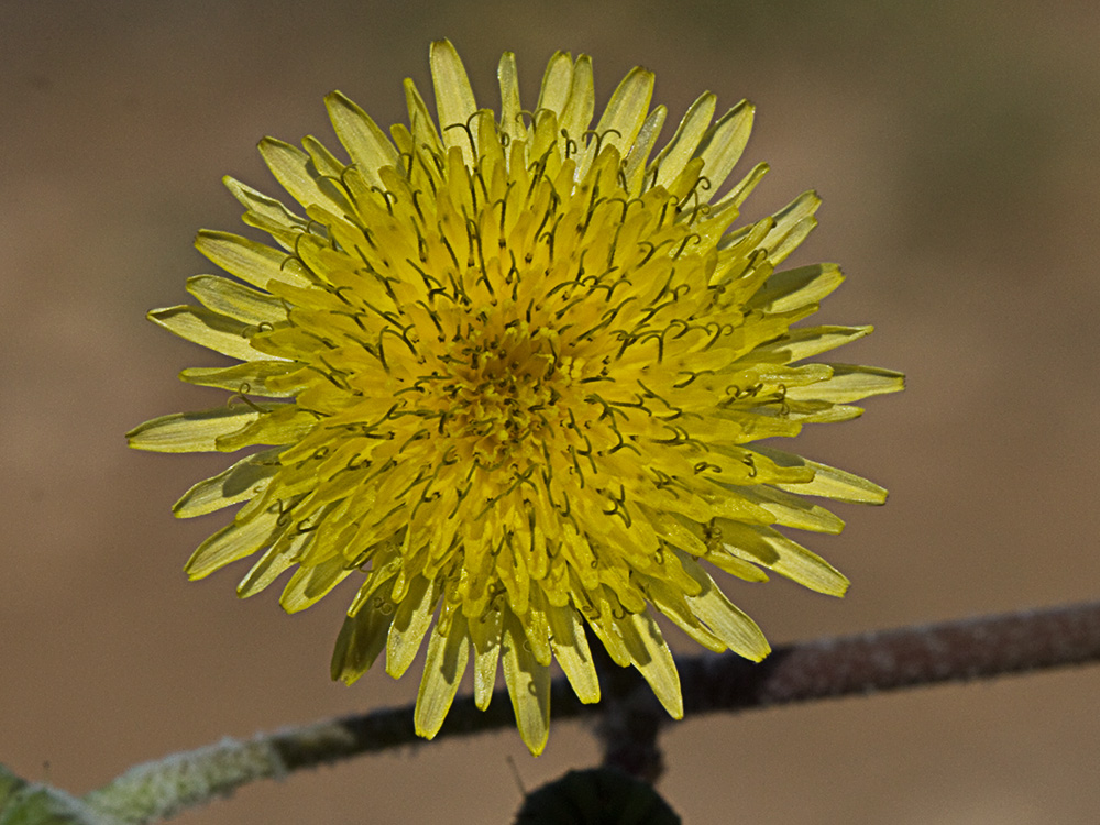 Cerraja tierna (Sonchus tenerrimus)