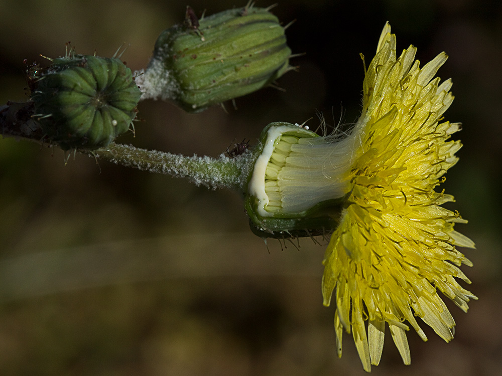 Cerraja tierna (Sonchus tenerrimus)