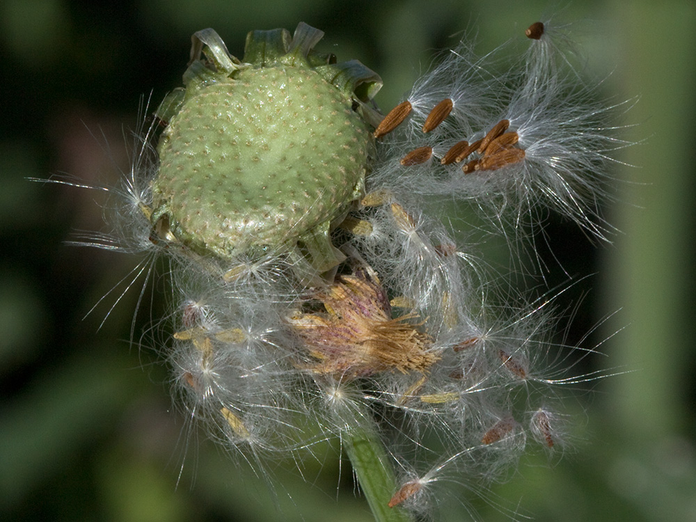 Cerraja tierna (Sonchus tenerrimus)