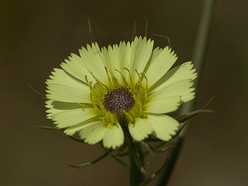 Tolpis umbellata