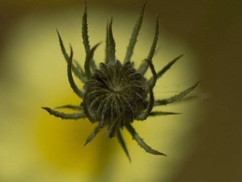 Tolpis umbellata