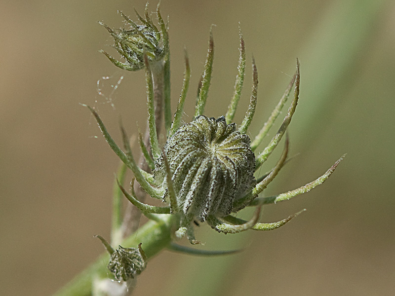 Tolpis umbellata