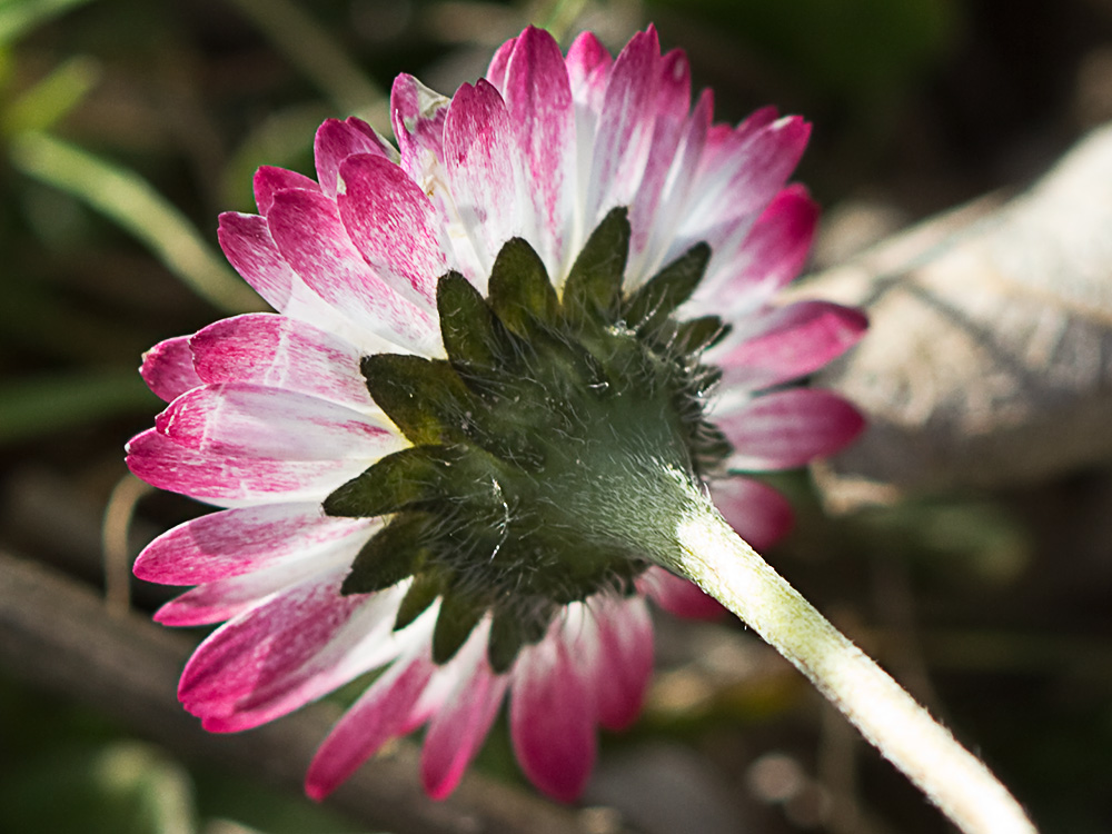 Chiribita (Bellis perennis)-16