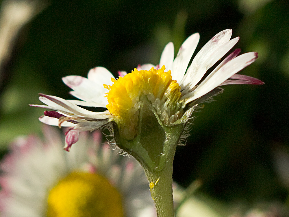 Chiribita (Bellis perennis)-17