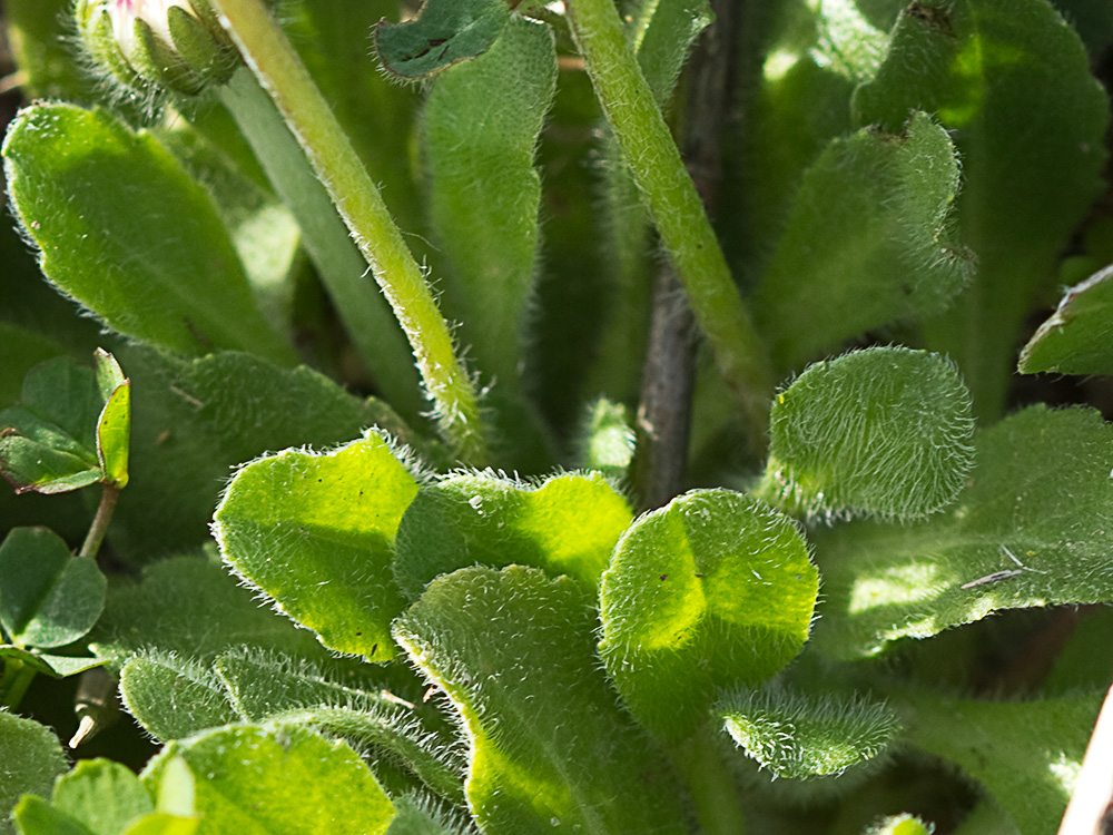 Chiribita (Bellis perennis)-18