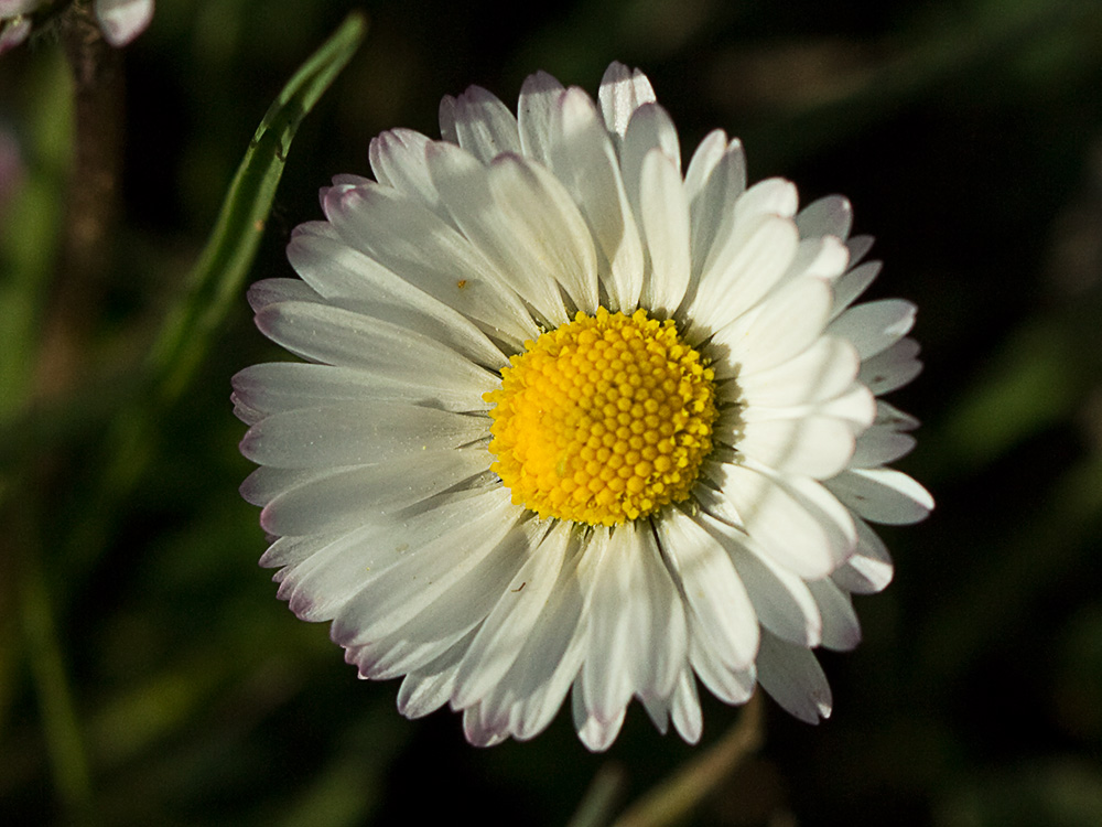 Chiribita (Bellis perennis)-19