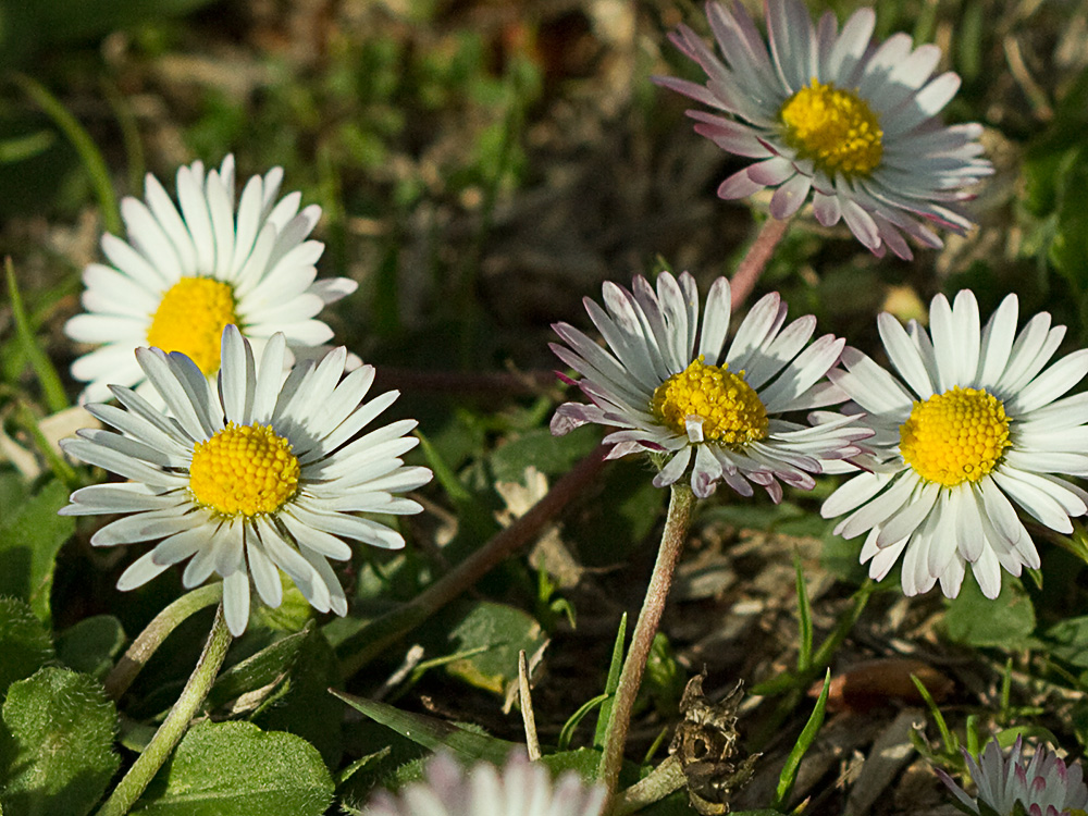 Chiribita (Bellis perennis)-20