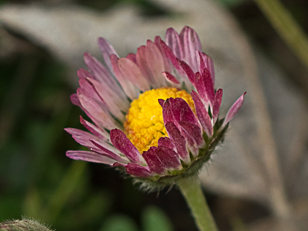 Chiribita (Bellis perennis)-21
