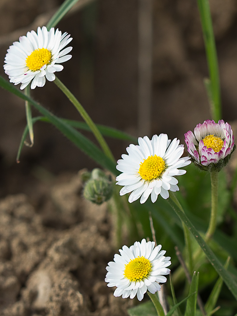 Chiribita (Bellis perennis)-22