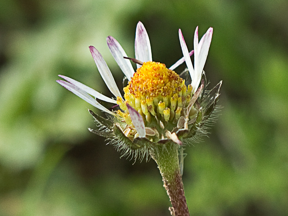 Chiribita (Bellis perennis)-23