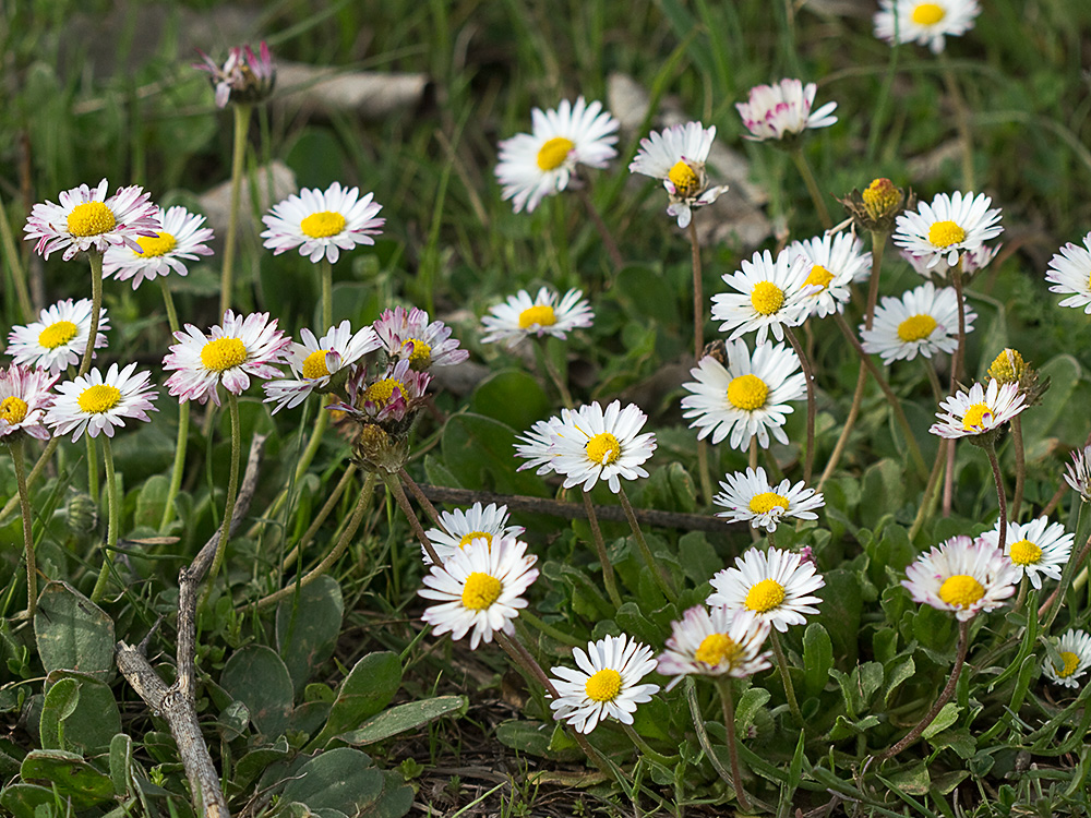 Chiribita (Bellis perennis)-24