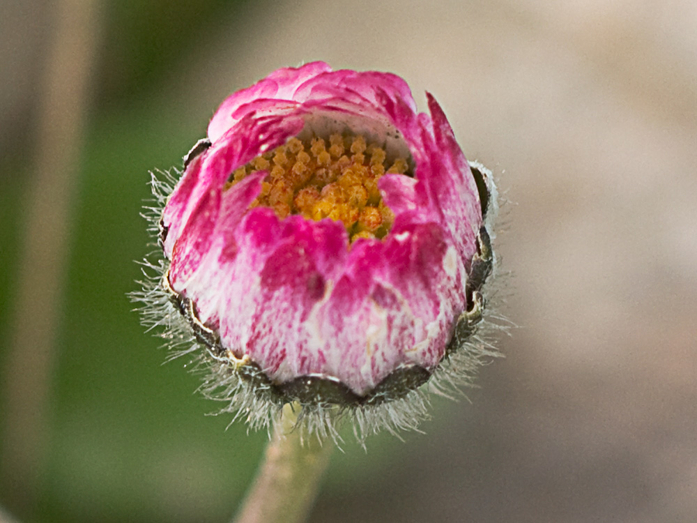 Chiribita (Bellis perennis)-25