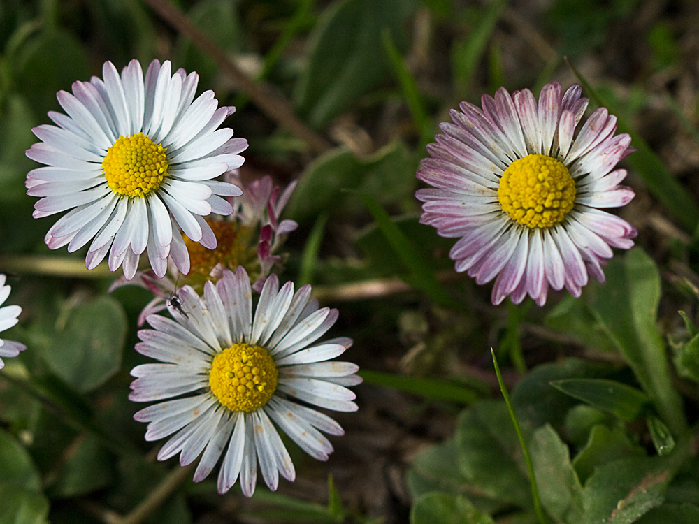 Chiribita (Bellis perennis)-26