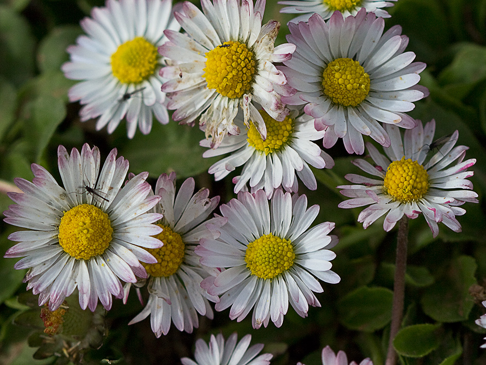 Chiribita (Bellis perennis)-27