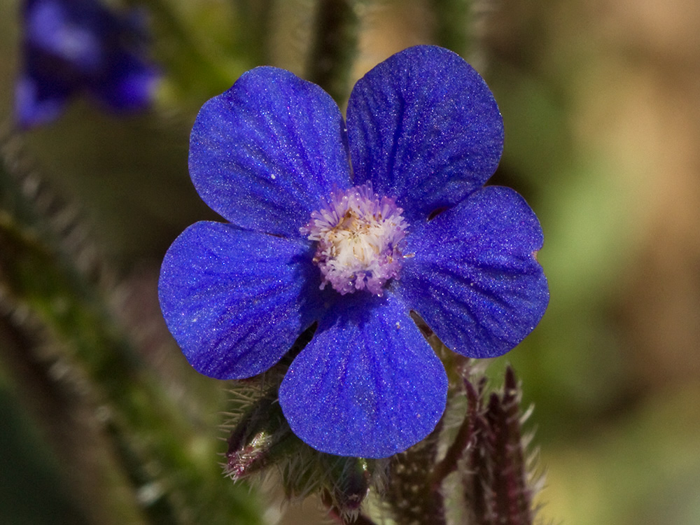 Anchusa azurea, Chupamiel