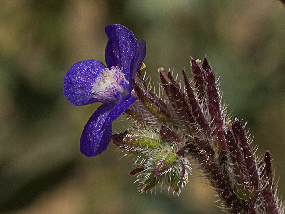 Anchusa azurea, Chupamiel