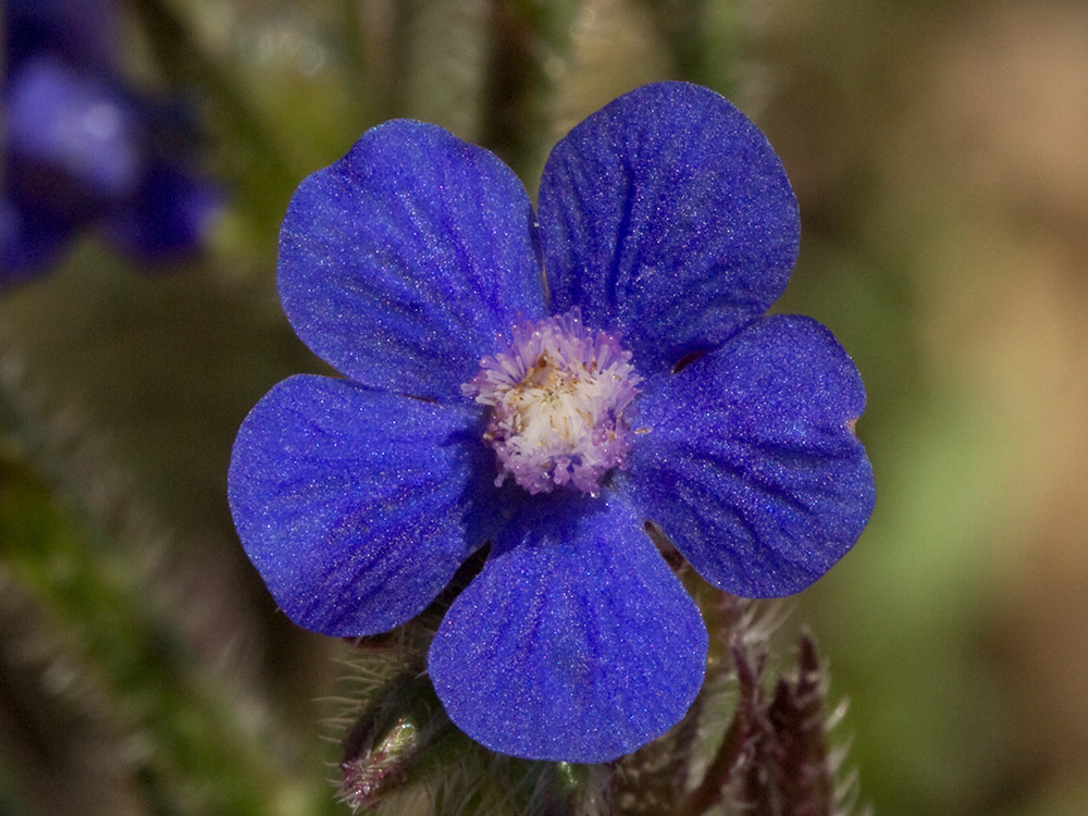 Anchusa azurea, Chupamiel