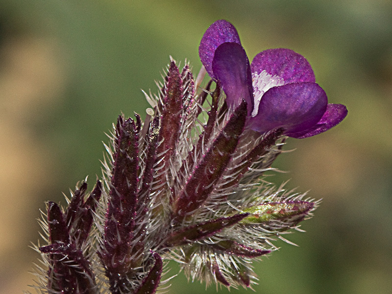 Anchusa azurea, Chupamiel