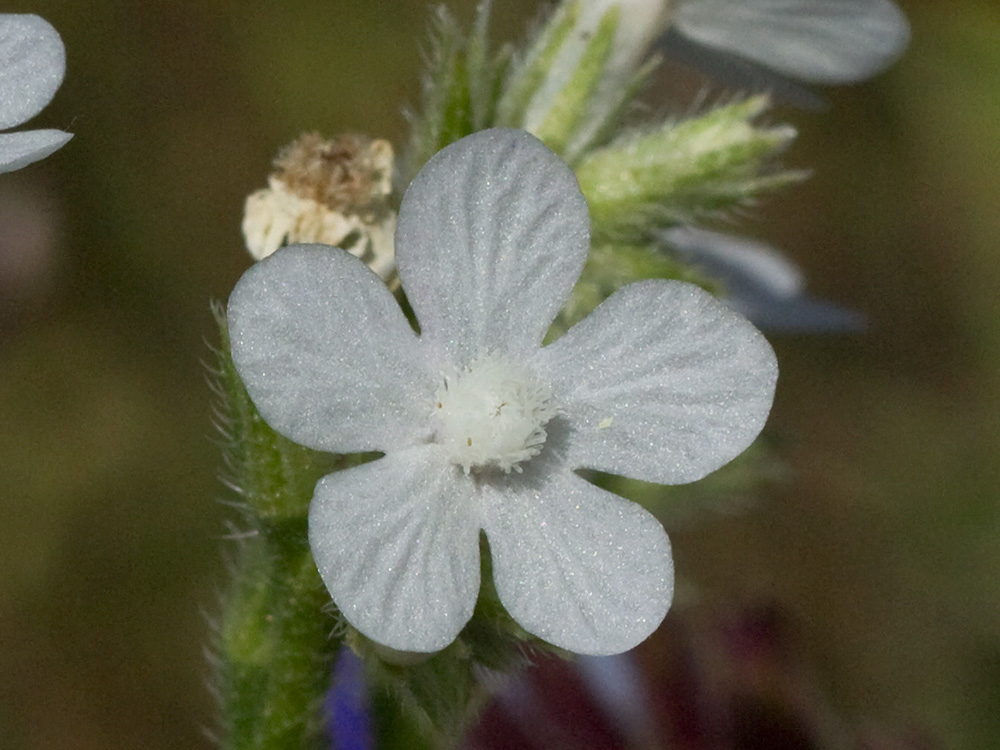 Anchusa azurea, Chupamiel blanco