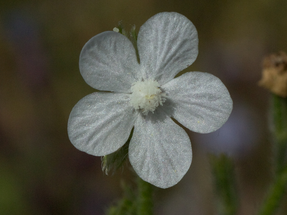 Anchusa azurea, Chupamiel blanco