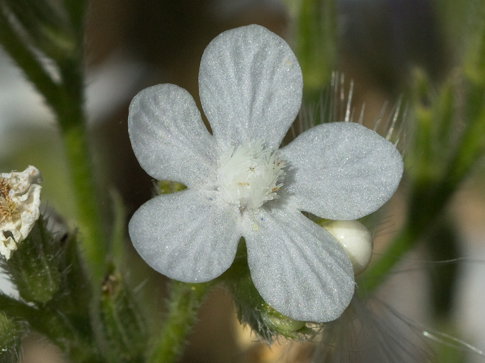 Anchusa azurea, Chupamiel blanco
