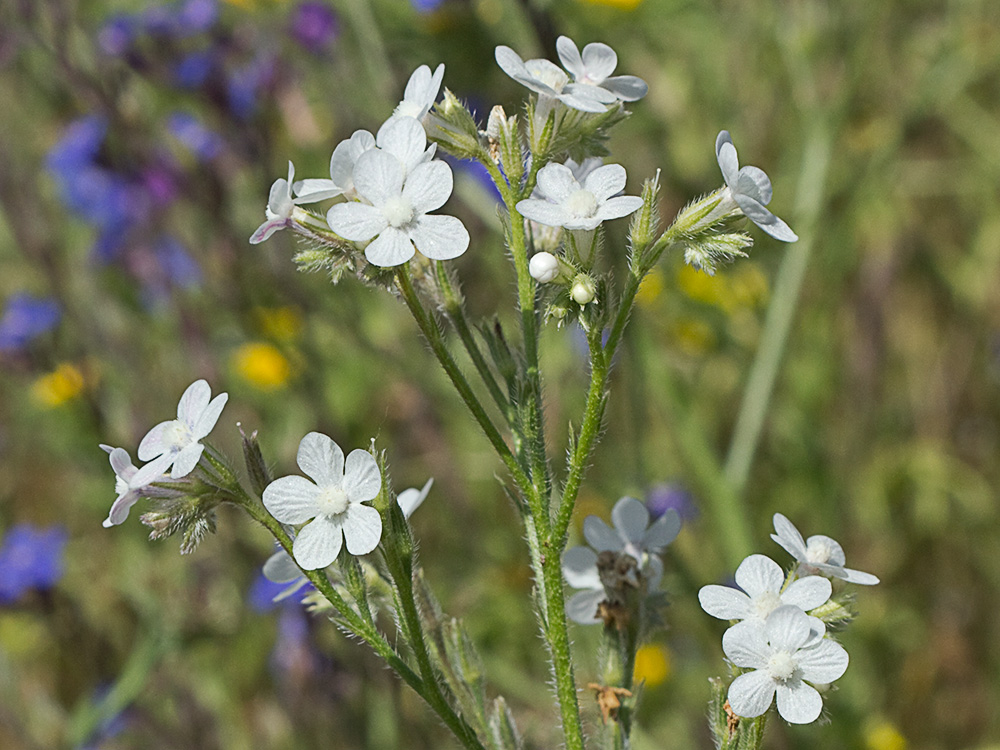 Anchusa azurea, Chupamiel blanco