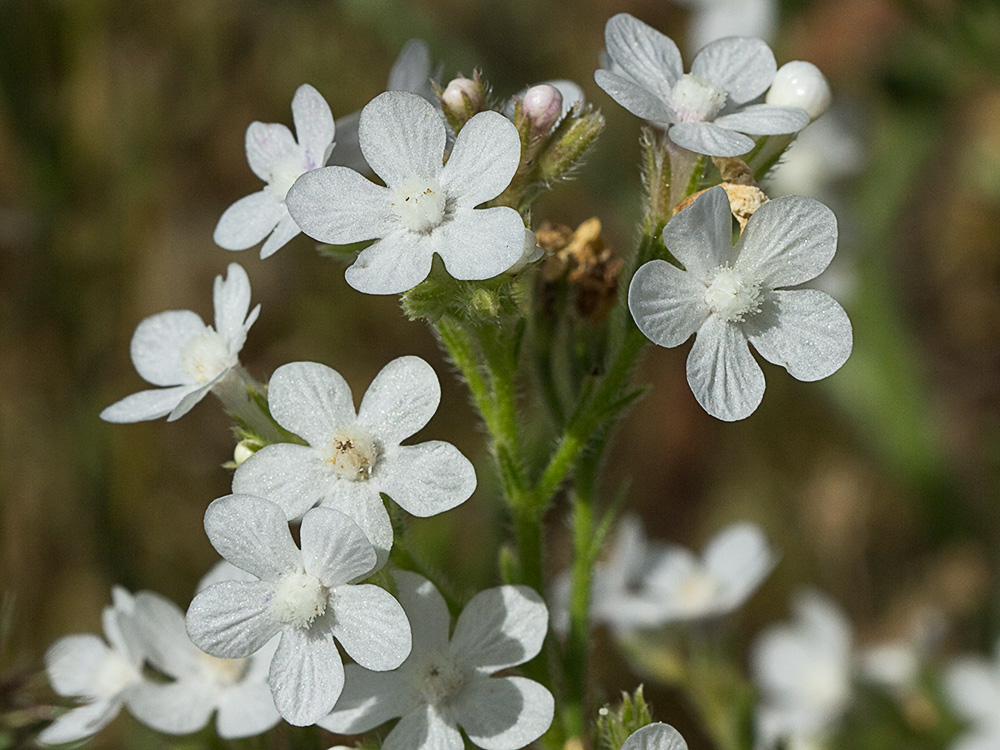 Anchusa azurea, Chupamiel blanco