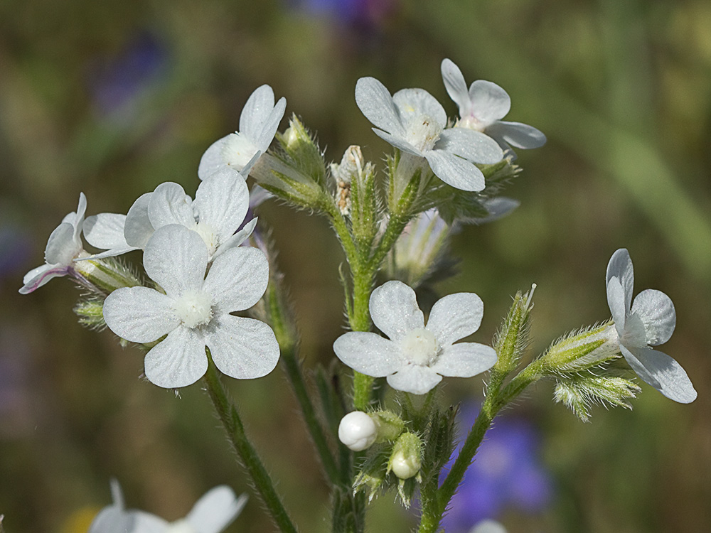 Anchusa azurea, Chupamiel blanco