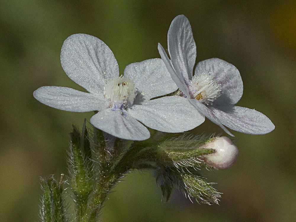 Anchusa azurea, Chupamiel blanco
