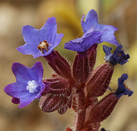 Flores del chupamiel ondulado (Anchusa undulata)