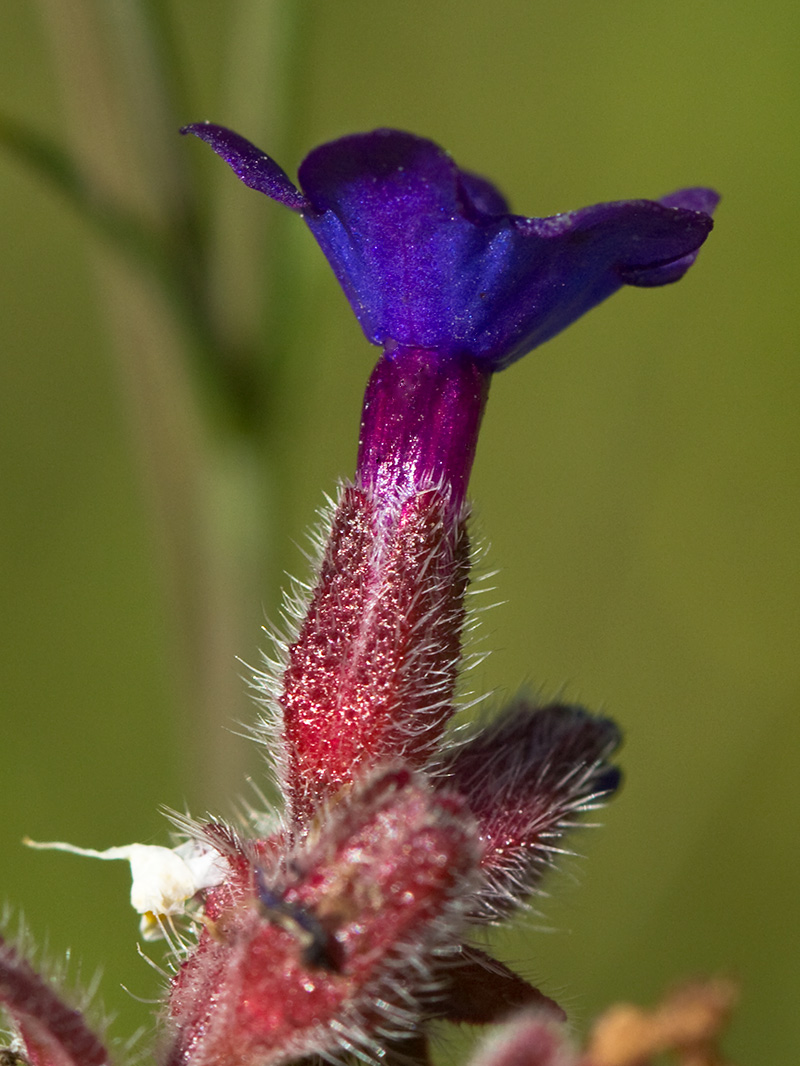 Chupamiel ondulado (Anchusa undulata subsp. granatensis)